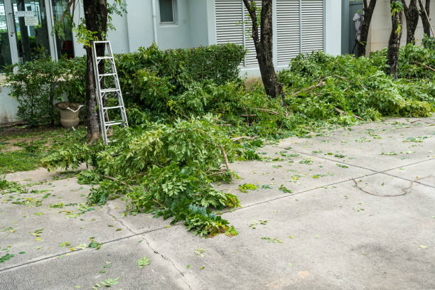 Best Emergency Storm Tree Removal  in Cassville, MO